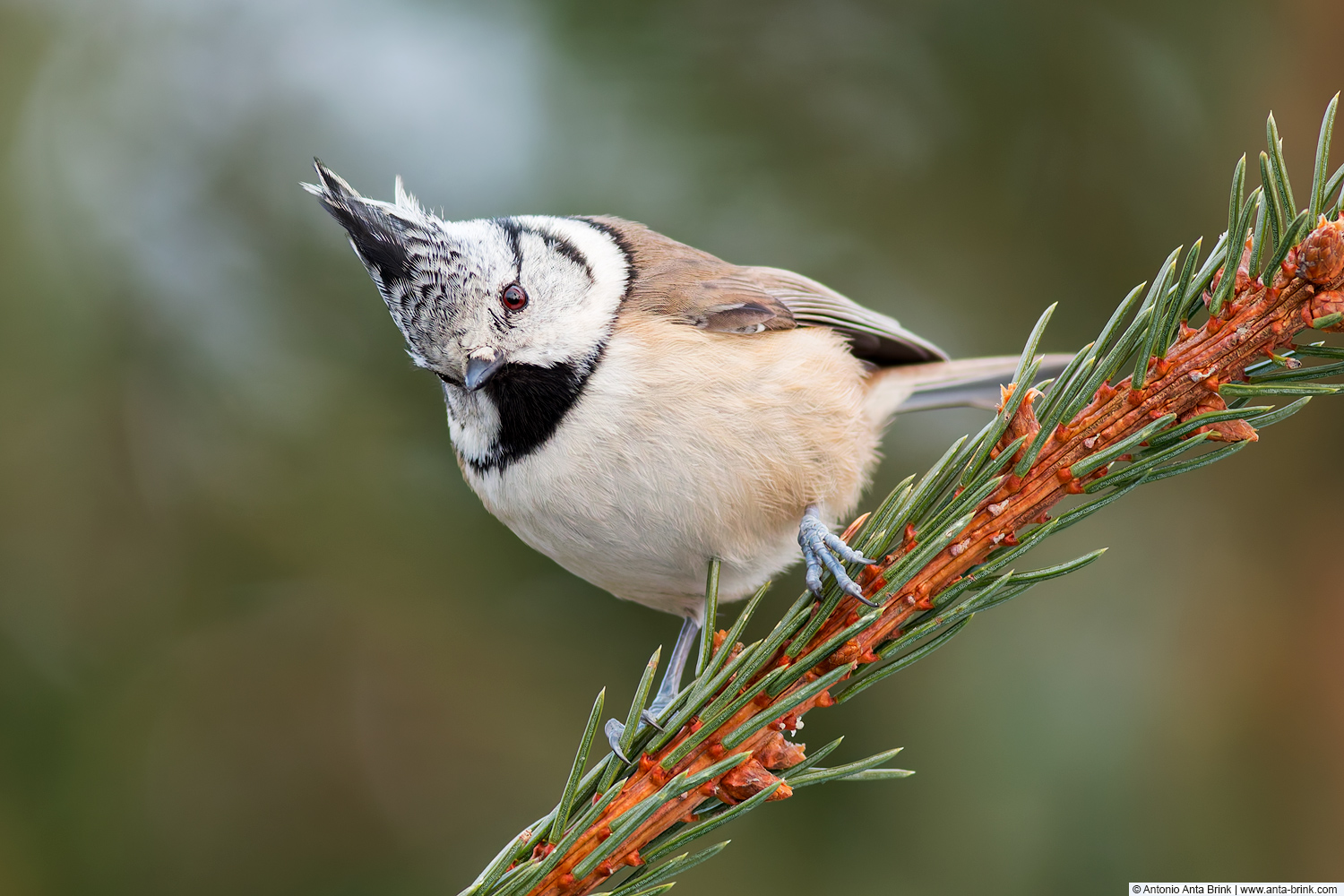 Crested tit, Lophophanes cristatus, Haubenmeise 