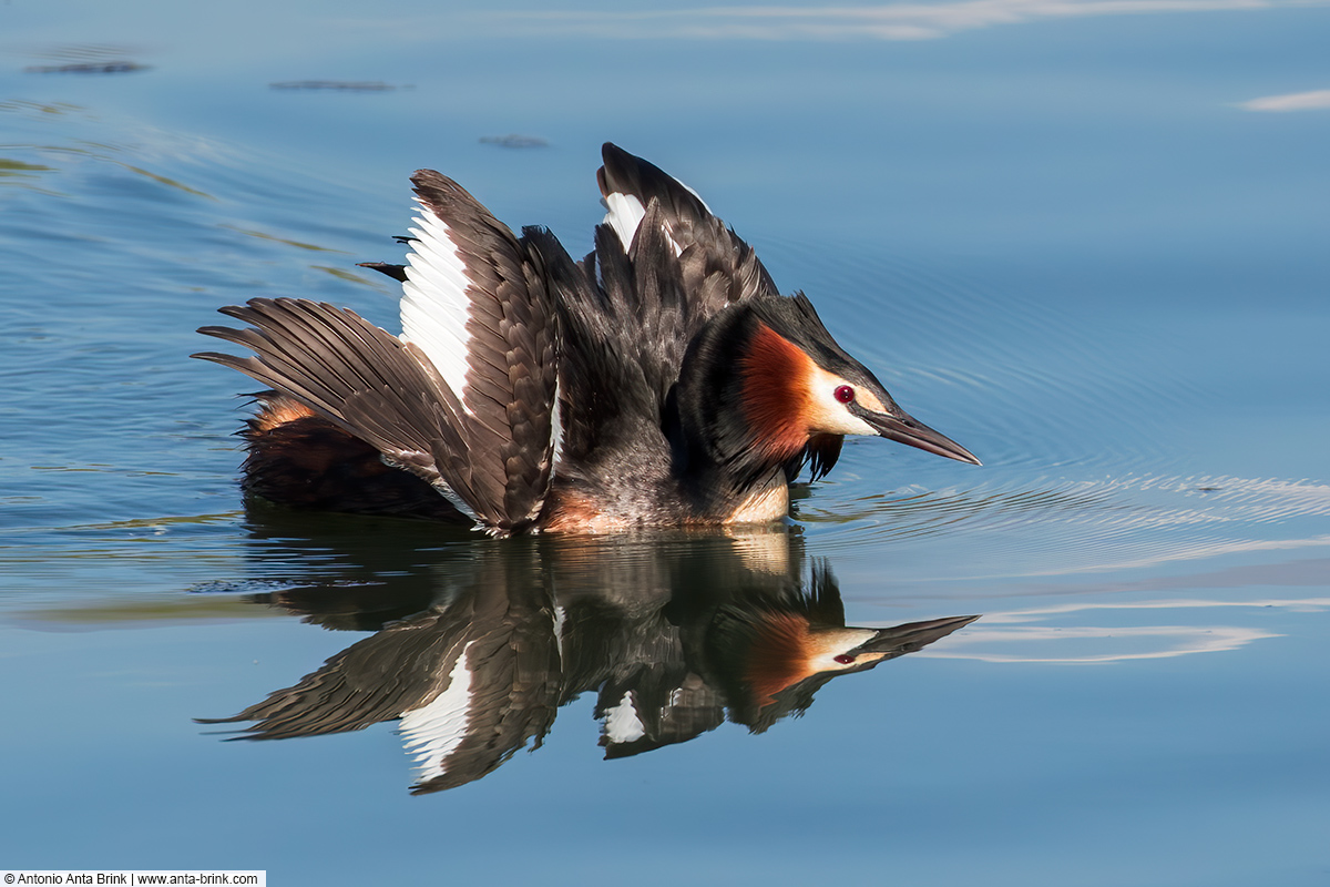 Great crested grebe, Podiceps cristatus, Haubentaucher