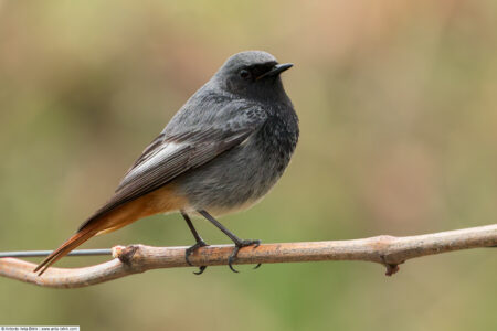 Black redstart