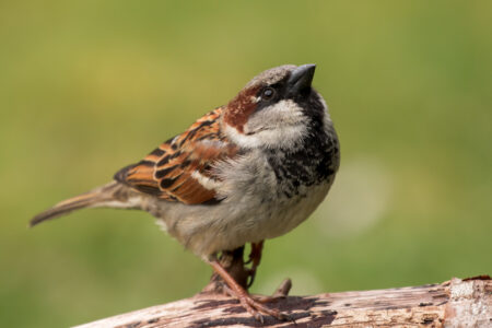 House sparrow