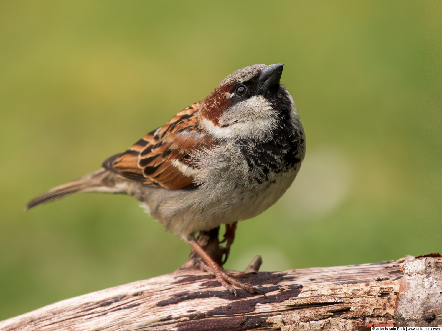 House Sparrow, Passer domesticus, Haussperling