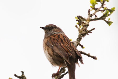 Dunnock