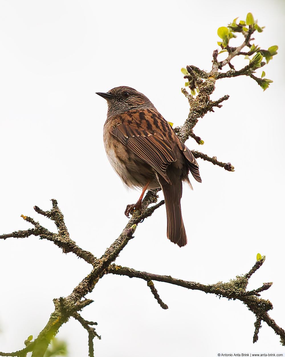 Dunnock, Prunella modularis, Heckenbraunelle