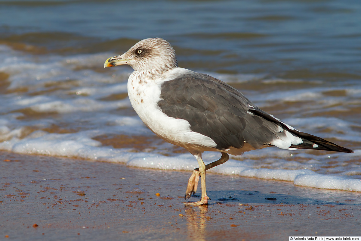 Lesser black-backed gull, Larus fuscus, Heringsmöwe