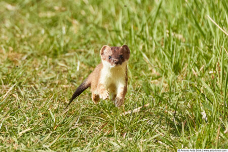 Stoat