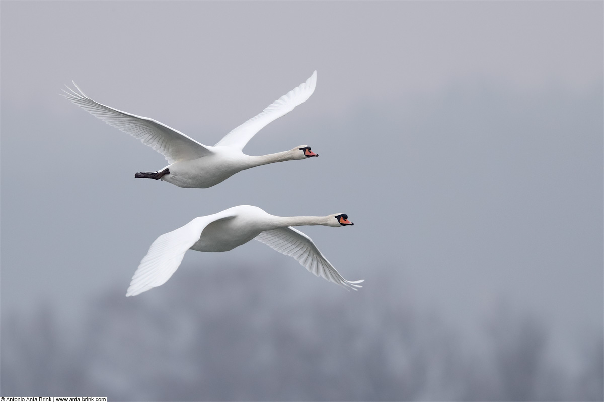 Mute Swan, Cygnus olor, Höckerschwan