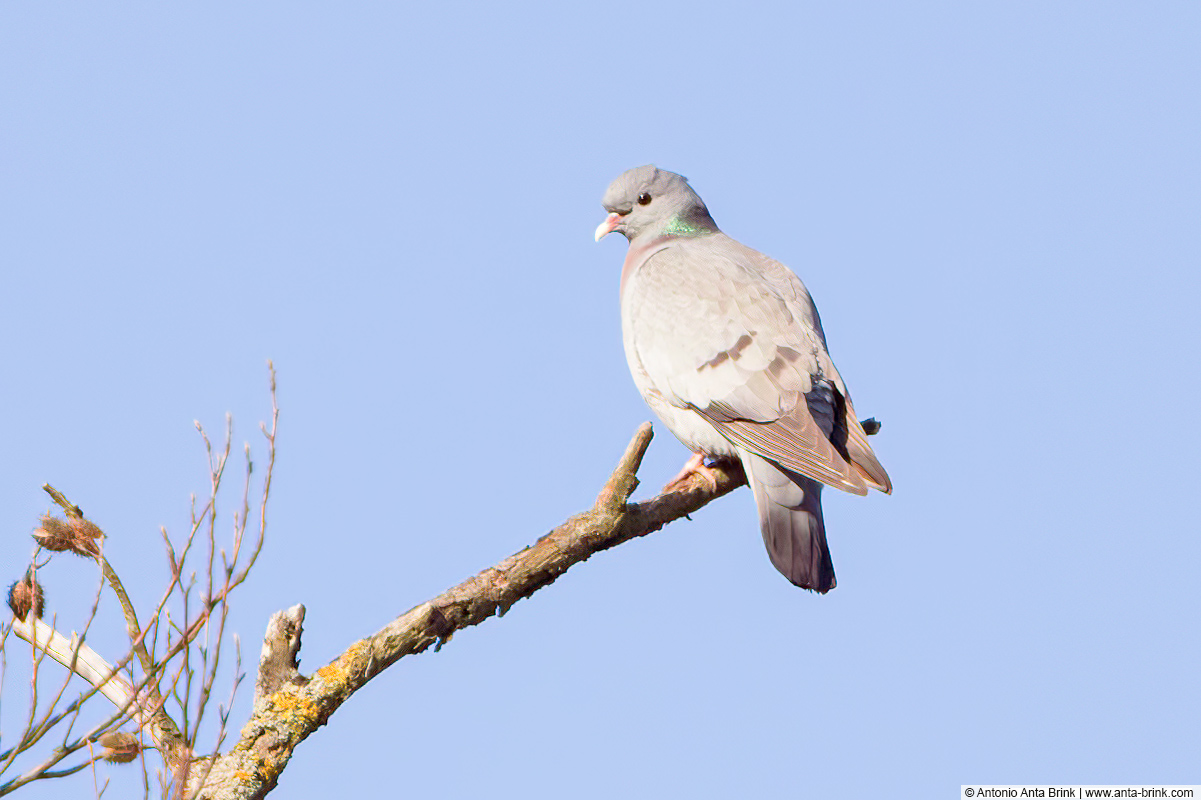 Stock dove, Columba oenas, Hohltaube