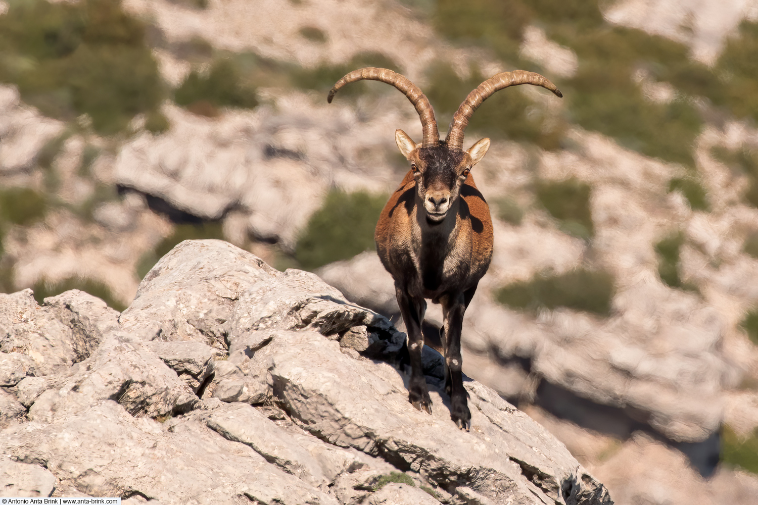 Spanish ibex, Capra pyrenaica, Iberiensteinbock 