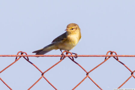 Iberian chiffchaff