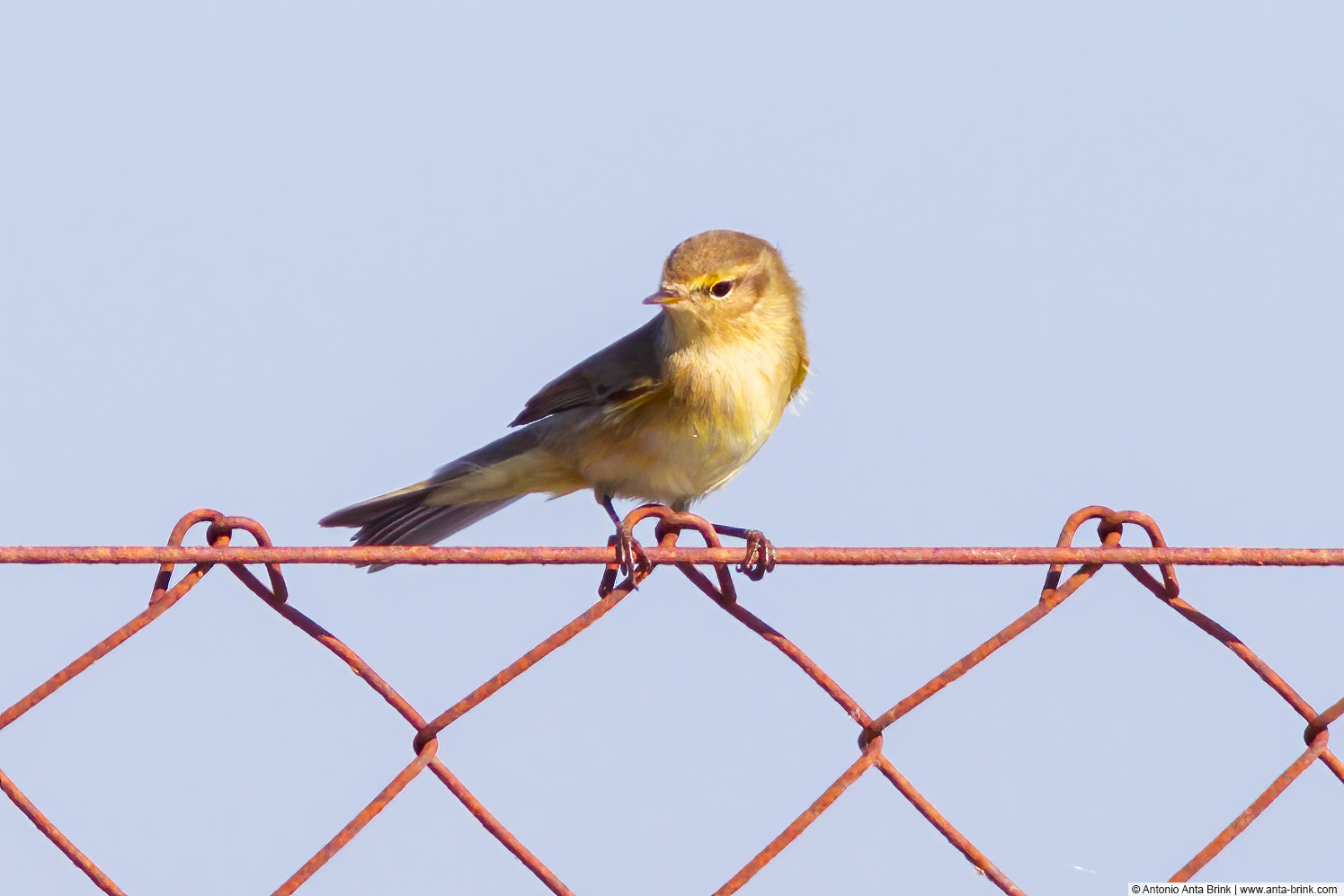 Iberian chiffchaff, Phylloscopus ibericus, Iberienzilpzalp