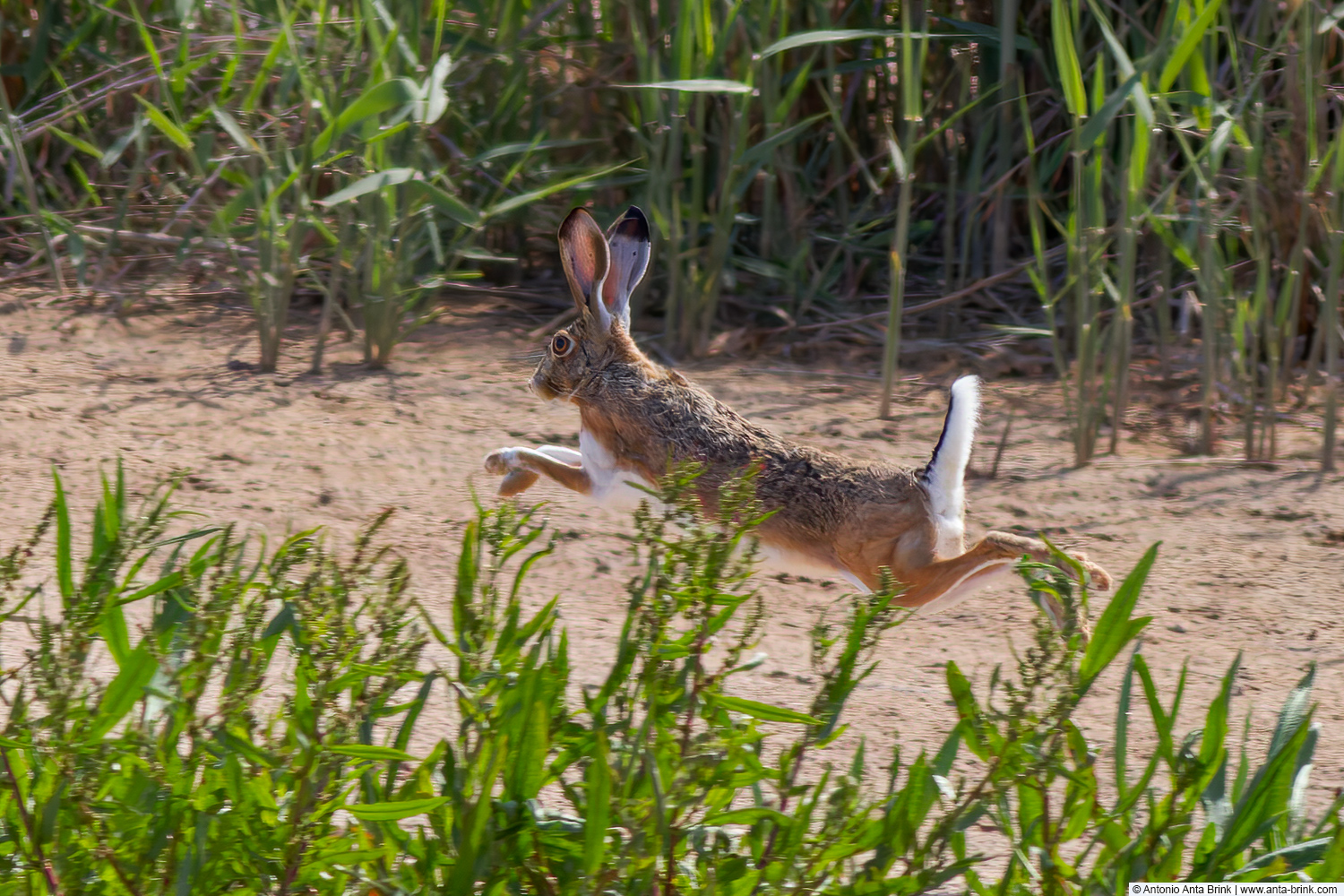 Granada hare, Lepus granatensis, Iberischer Hase