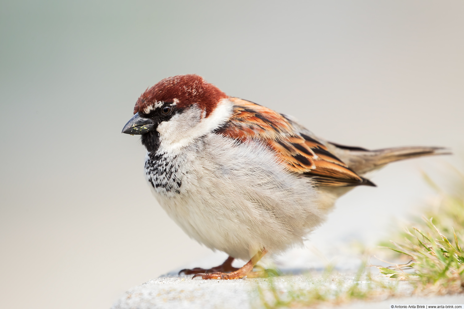 Italian sparrow, 
Passer italiae, Italiensperling