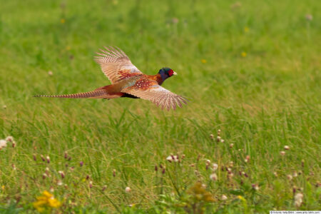 Common pheasant