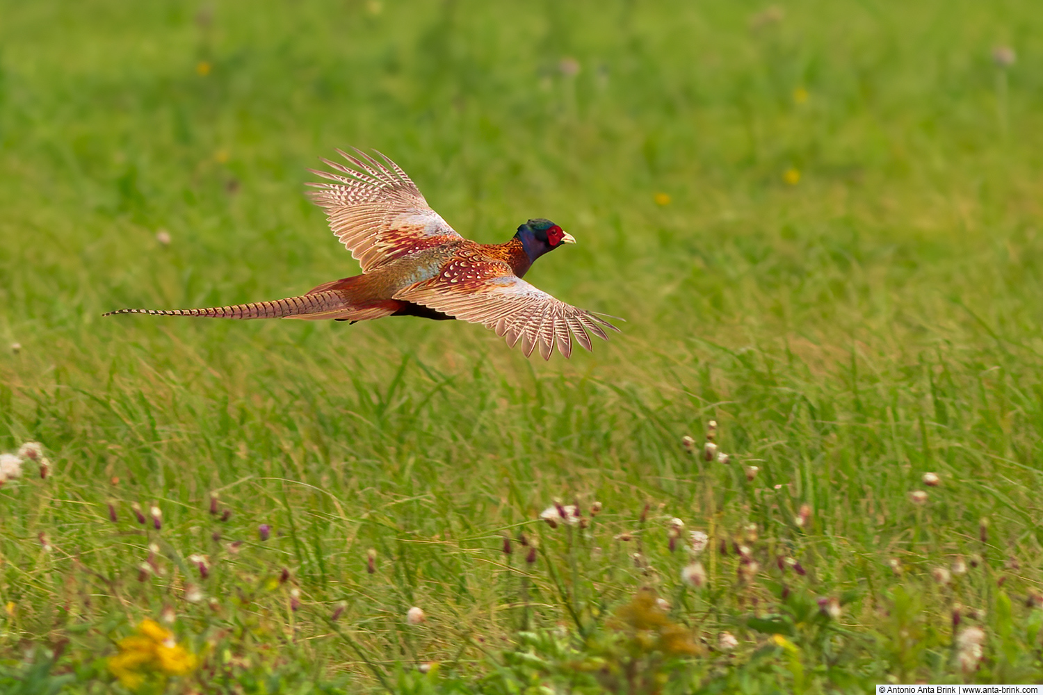 Pheasant, Phasianus colchicus, Fasan