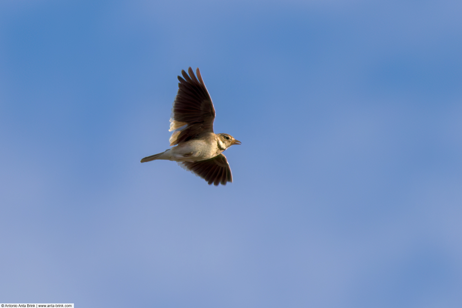 Calandra lark, Melanocorypha calandra, Kalanderlerche