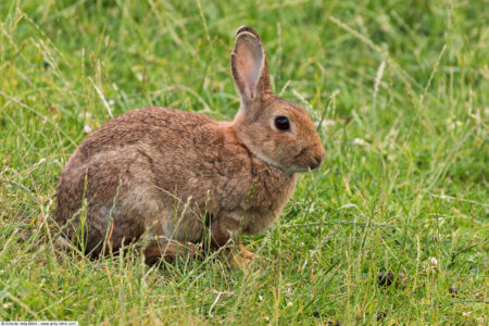 European rabbit