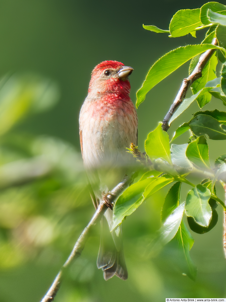 Common rosefinch, Carpodacus erythrinus, Karmingimpel 