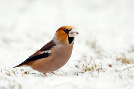 Hawfinch