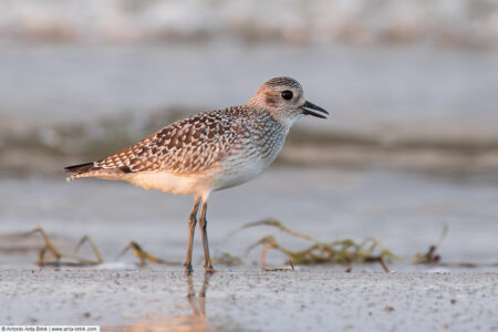 Grey plover