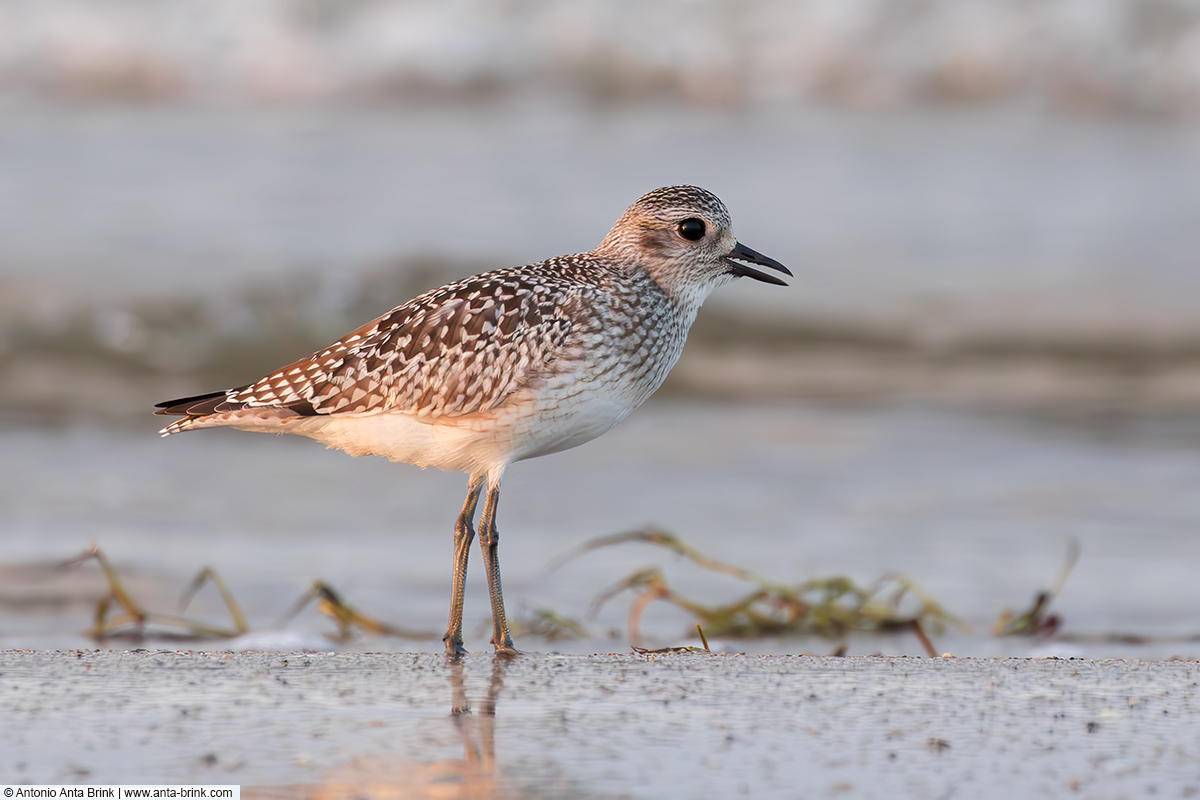 Grey plover, Pluvialis squatarola, Kiebitzregenpfeifer