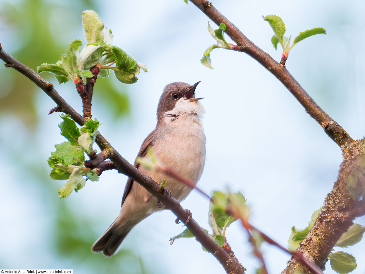 Lesser whitethroat, Curruca curruca, Klappergrasmücke