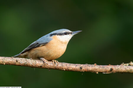 Eurasian nuthatch