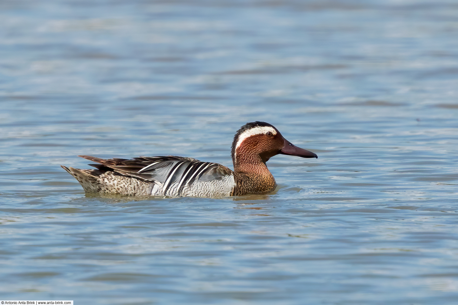 Garganey, Anas querquedula, Knäkente 