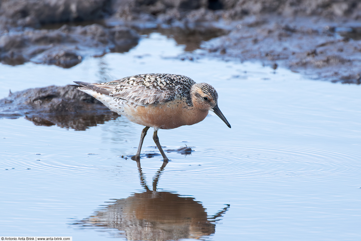 Red knot, Calidris canutus, Knutt 