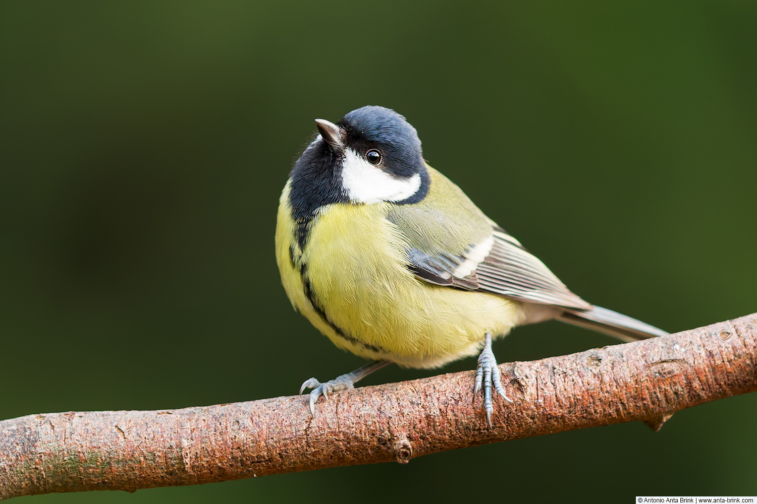 Great tit, Parus major, Kohlmeise