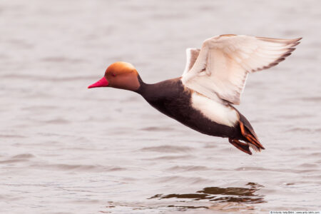 Red-crested Pochard