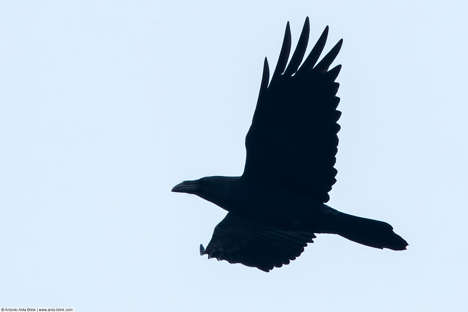 Common raven, Corvus corax, Kolkrabe