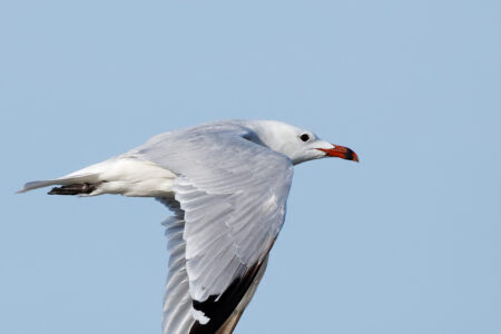 Audouin’s gull