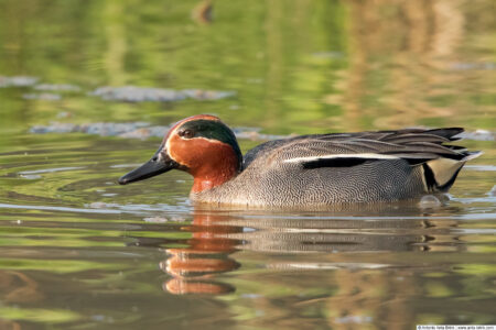 Eurasian teal