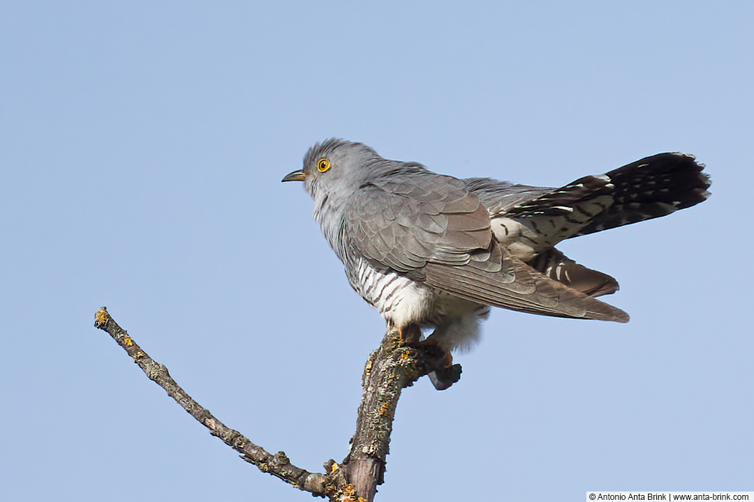 Common Cuckoo, Cuculus canorus, Kuckuck