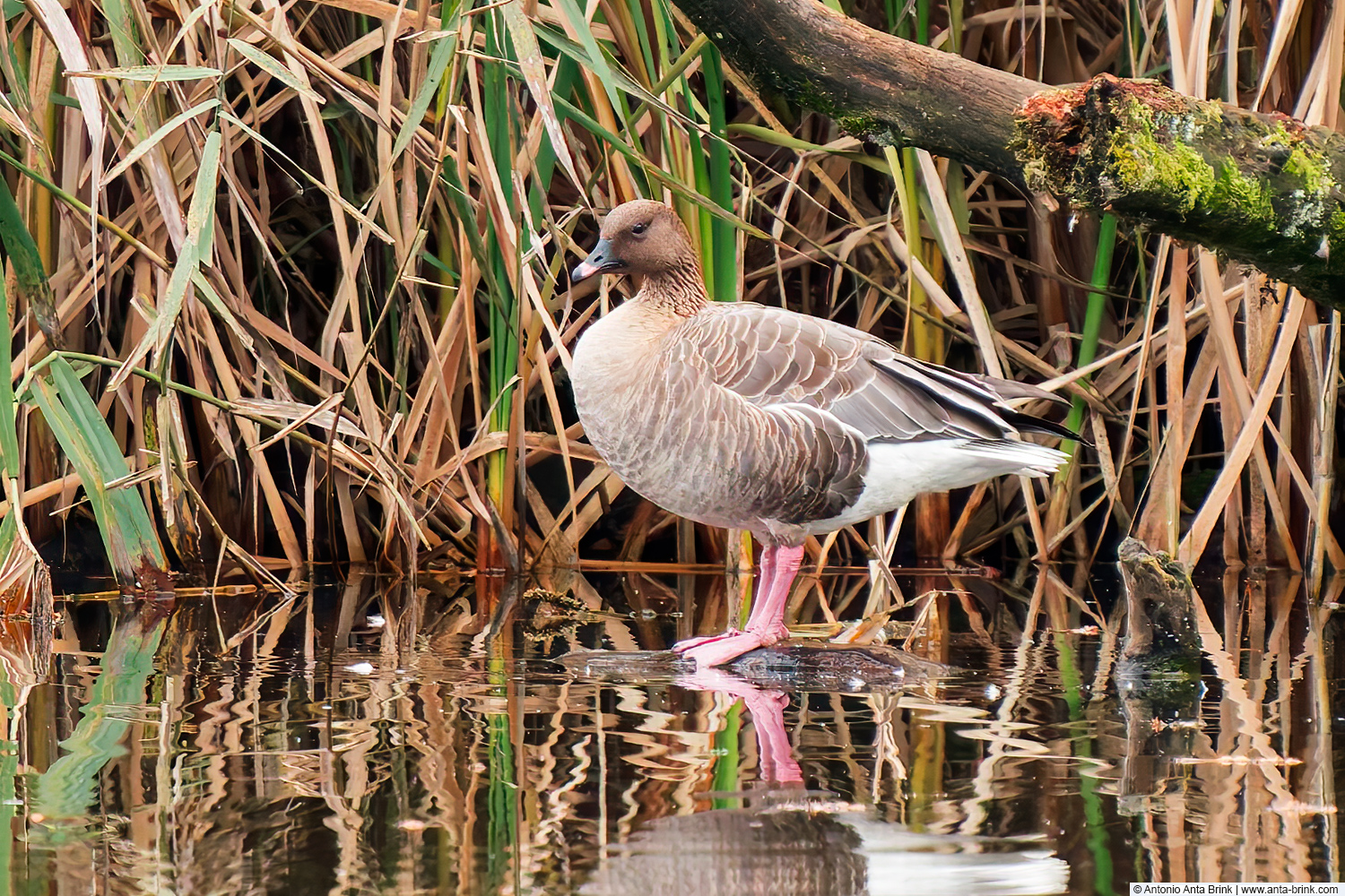 Pink-footed goose, Anser brachyrhynchus, Kurzschnabelgans