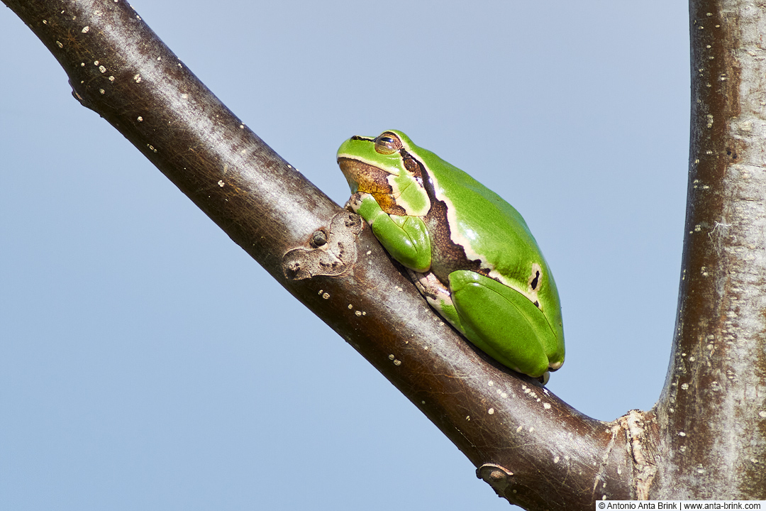 European tree frog, Laubfrosch, Hyla arborea