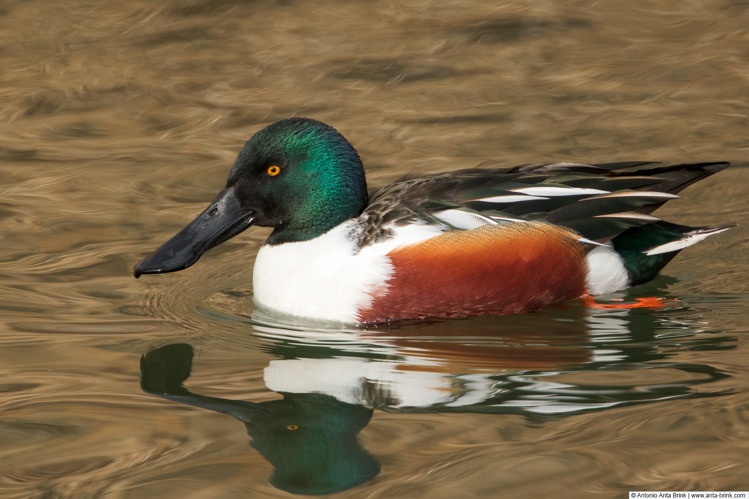 Northern shoveler, Spatula clypeata, Löffelente