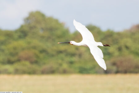 Eurasian spoonbill