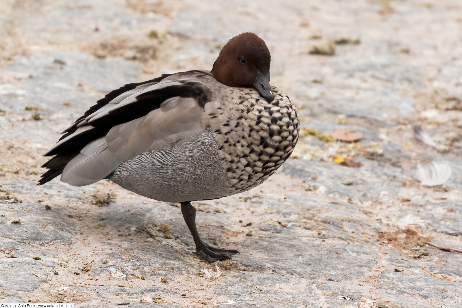 Australian wood duck, Chenonetta jubata, Mähnenente 