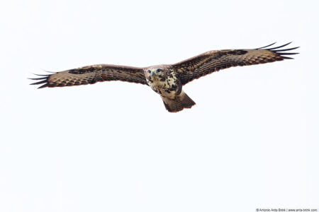 Common buzzard