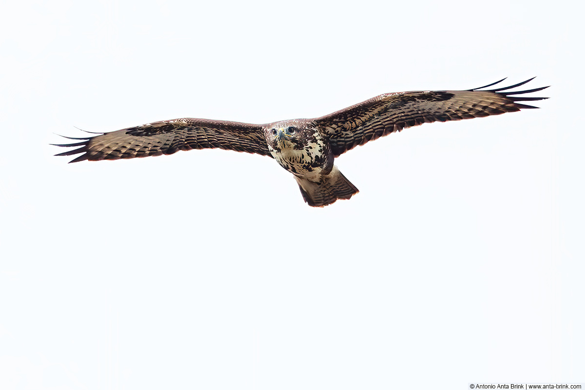 Common buzzard, Buteo buteo, Mäusebussard