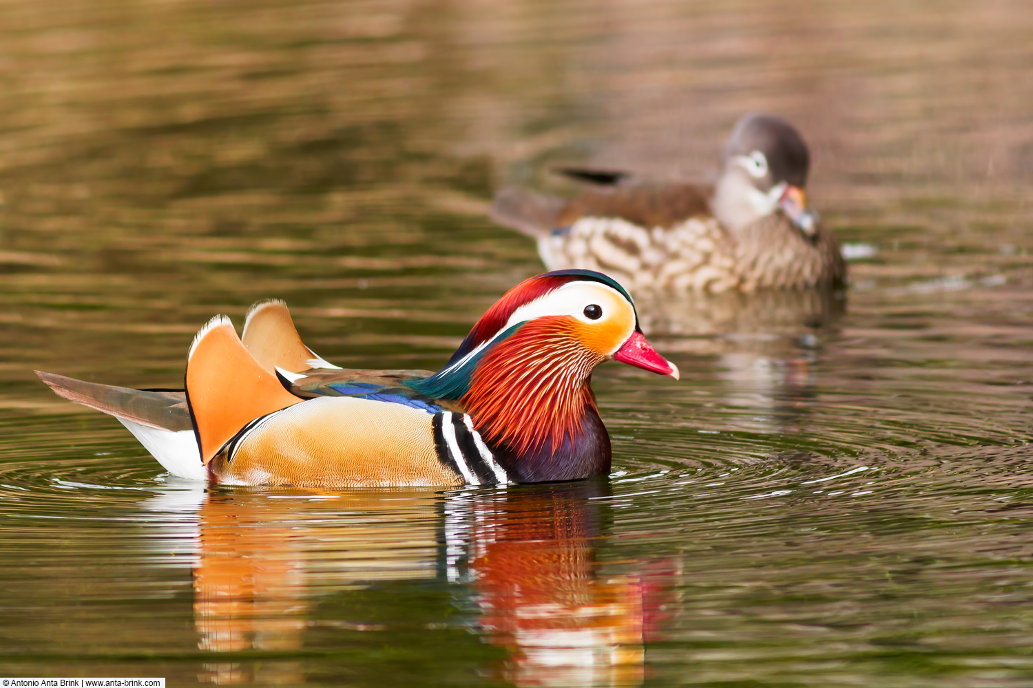 Mandarin duck, Aix galericulata, Mandarinente 