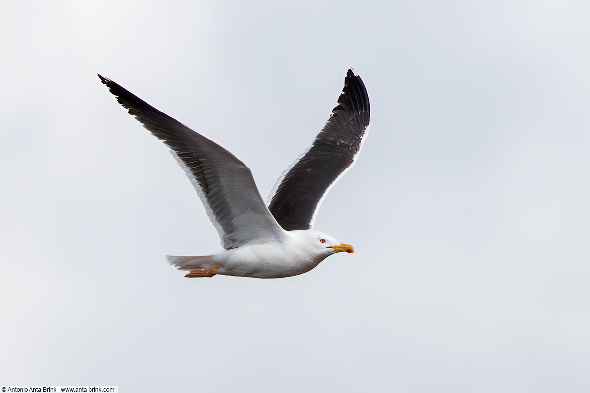 Great black-backed gull, Larus marinus, Mantelmöwe 