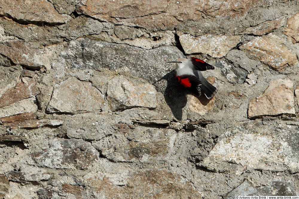 Wallcreeper, Tichodroma muraria, Mauerläufer