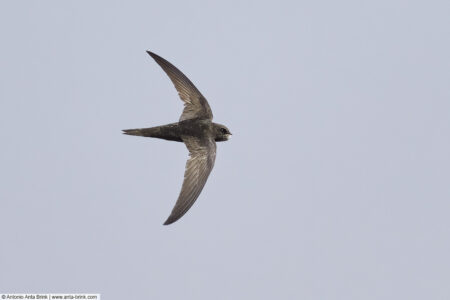 Common swift