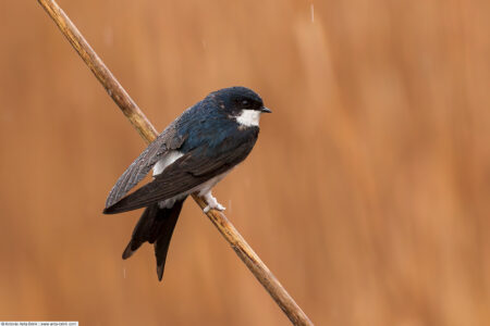 Common house martin