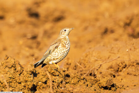 Mistle thrush