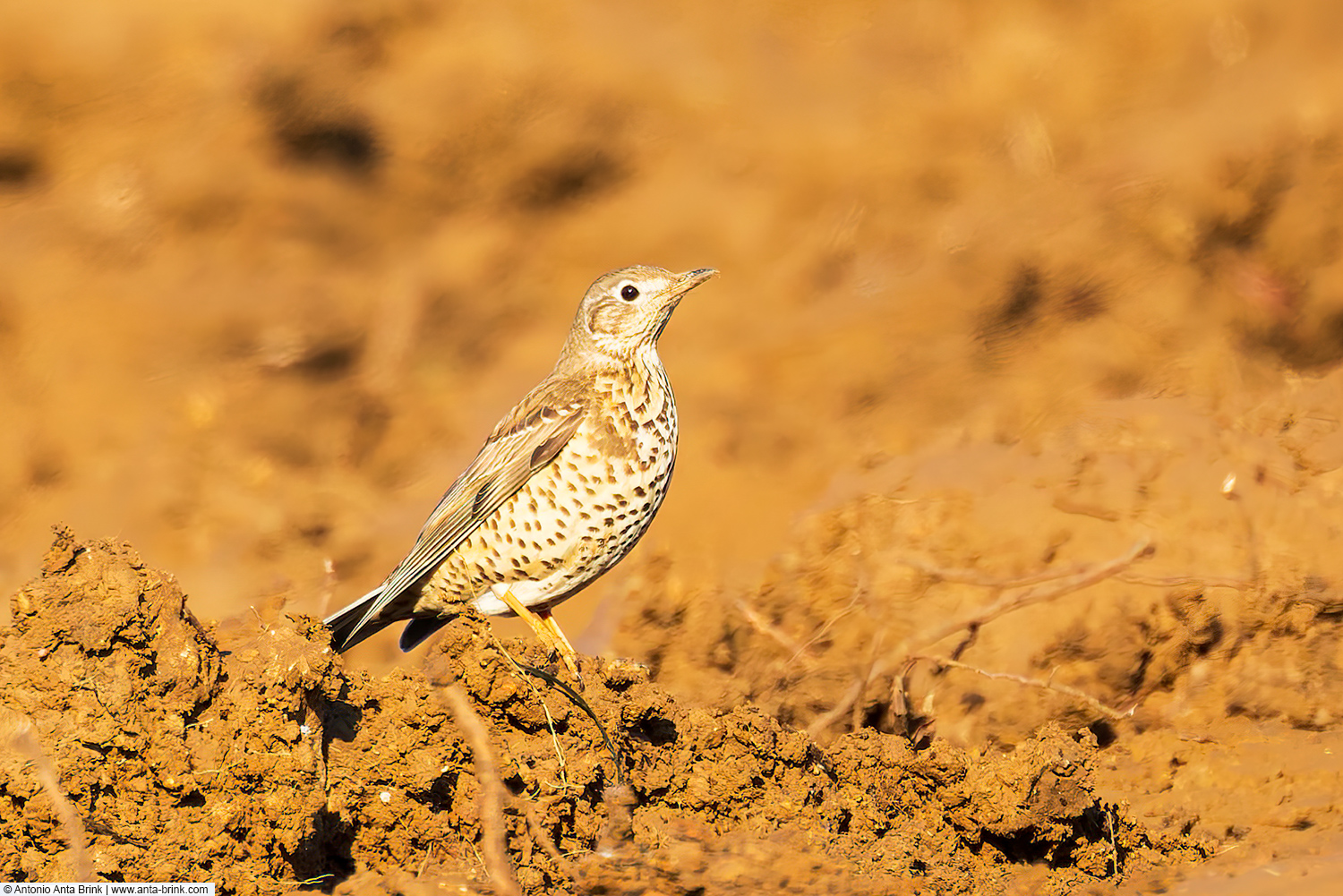 Mistle thrush, Turdus viscivorus, Misteldrossel