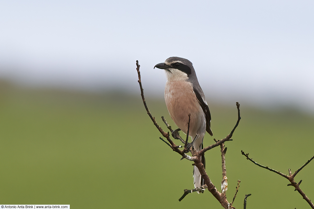 Iberian grey shrike, Lanius meridionalis, Iberienraubwürger