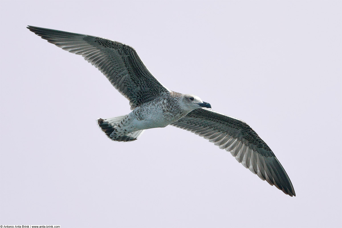 Yellow-legged gull, Larus michahellis, Mittelmeermöwe